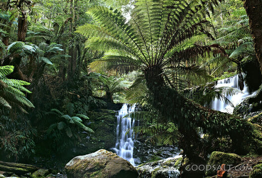 tropical rain forest with waterfall