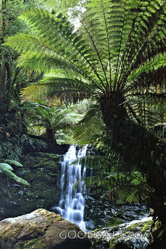tropical rain forest with waterfall