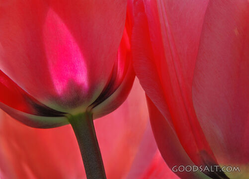 Tulip Closeup