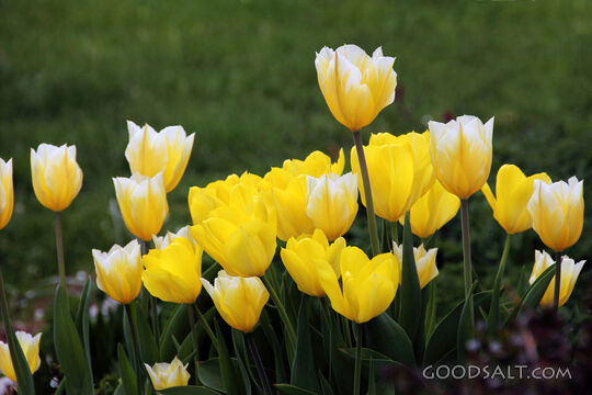 Tulips
