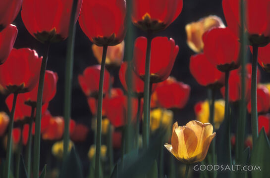 Tulips