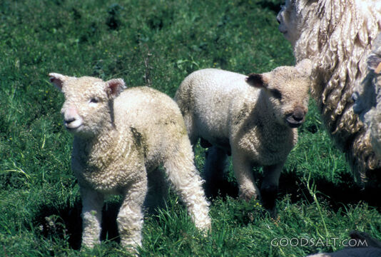 Two Lambs