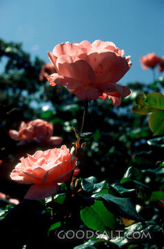 two pink roses