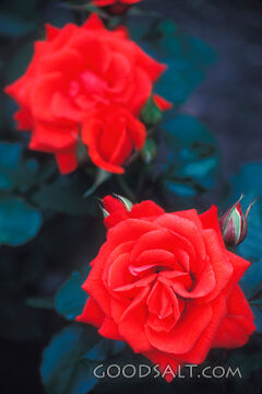 two red roses