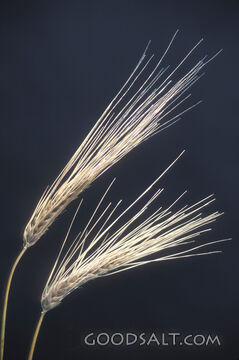 Two Wheat Stalks