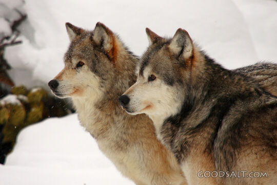 Two Wolves