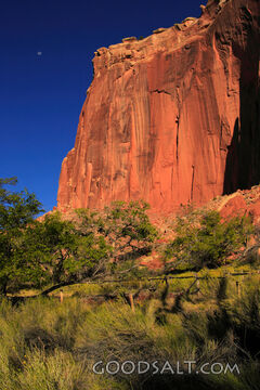 UTAH. Capitol Reef National Park. Morning light on red sands
