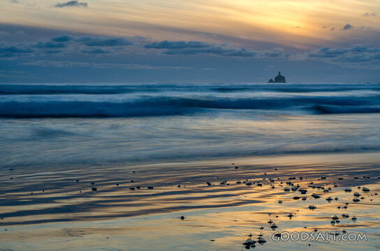 Vellela Vellela on a Sunset Beach