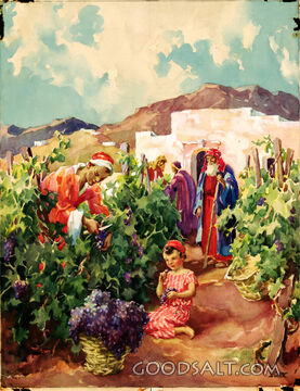 Vineyard Scene
