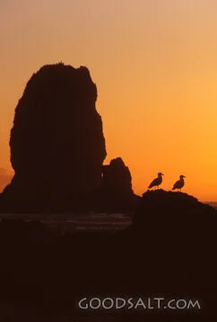 Seagulls at the Edge of Evening