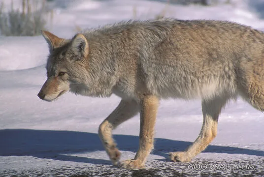 Coyote in Winter Snow