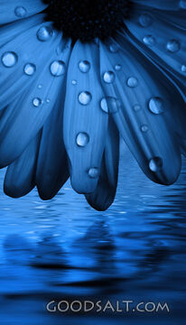 Water Drops on Blue Flower
