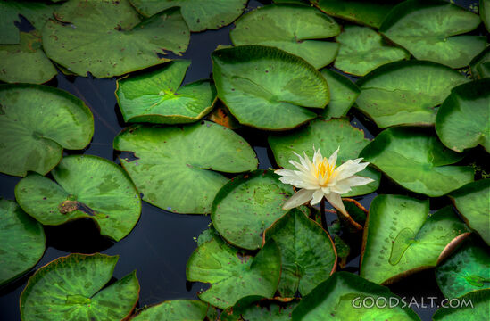 Water Lilly With Leaves
