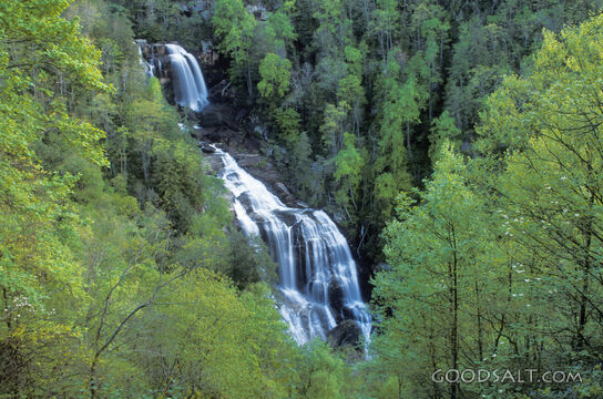 Waterfall With a Lot of Trees