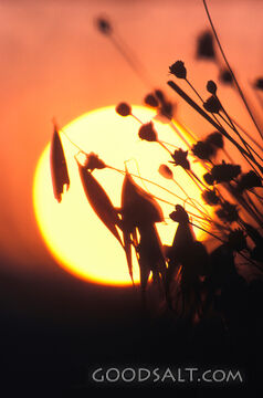 big sun on horizon seen through plants in field
