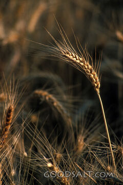 Wheat Stalk