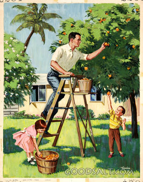 Where Oranges Grow