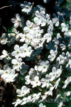 white flowers