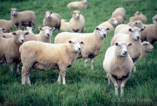 A herd of sheep in a field of grass.