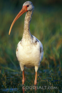 White Ibis Bird in Wetland