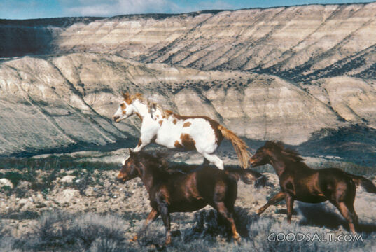 Wild Horses