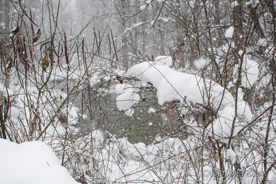 Winter 6
