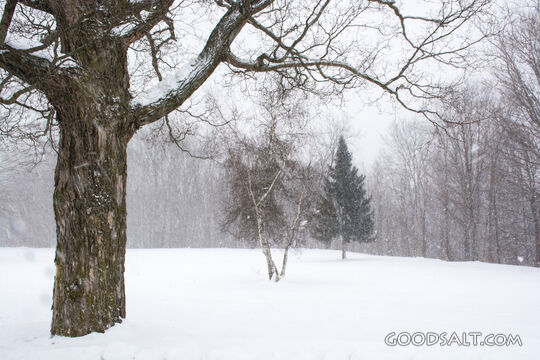 Winter 7