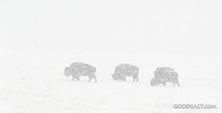 Winter Buffalo