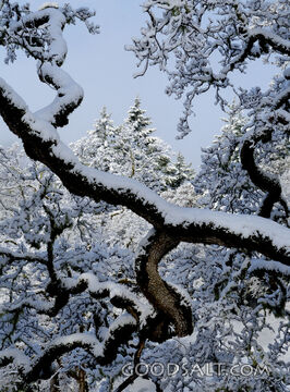 Winter Evergreens Framed by Oak Branches