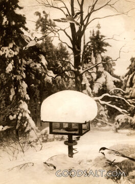 Winter Scene