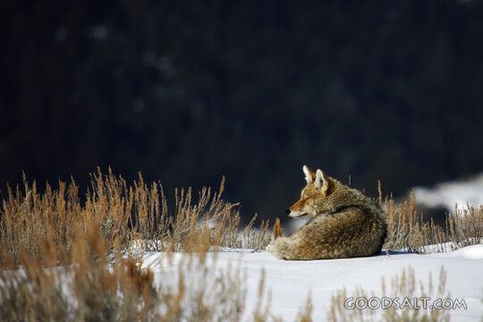 Wolf 