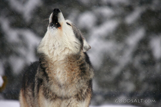 Wolf Howling