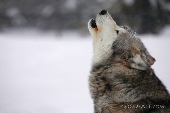 Wolf Howling