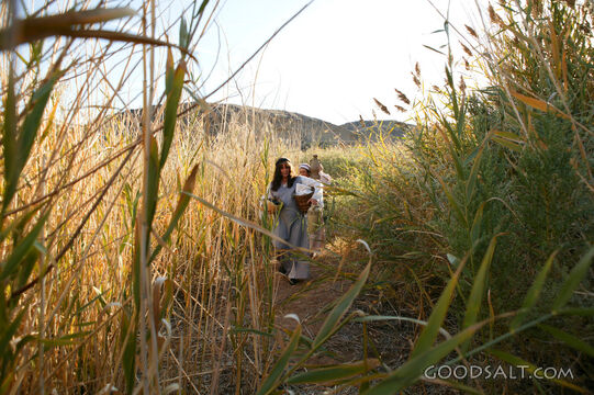 Moses Hidden Among the Reeds