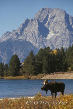 A large moose in a field next to a lake.