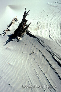 Driftwood in Wind-Carved Sand