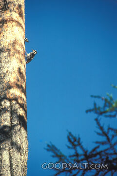 Woodpecker at Work