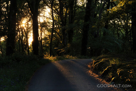 Woods and a Country Road