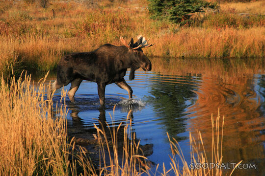 WYOMING. Grand Teton National Park. Bull moose (Alces alces)