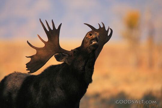 WYOMING. Grand Teton National Park. Bull moose (Alces alces)