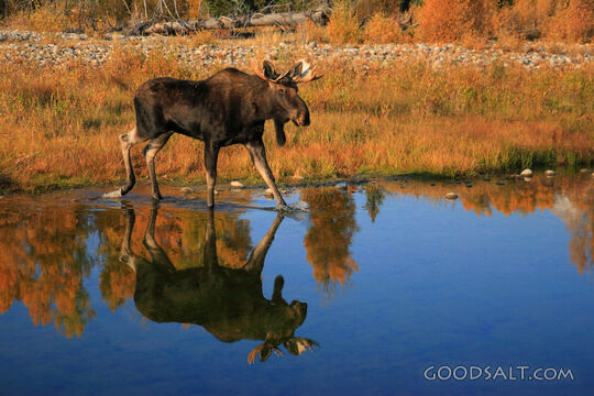 WYOMING. Grand Teton National Park. Bull moose (Alces alces)