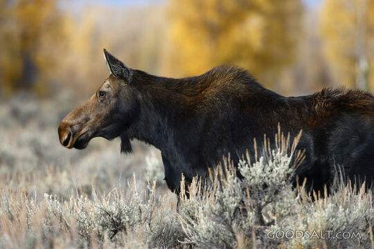 WYOMING. Grand Teton National Park. Cow moose (Alces alces) 