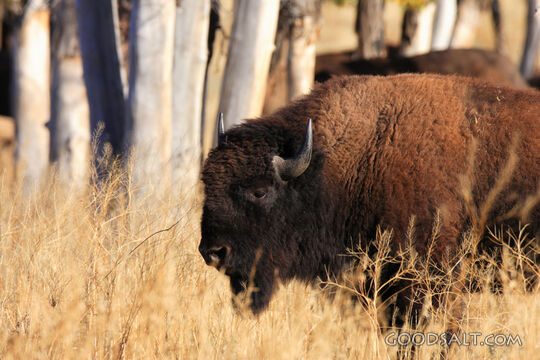 WYOMING. Teton National Park. American Bison (Bison bison) i
