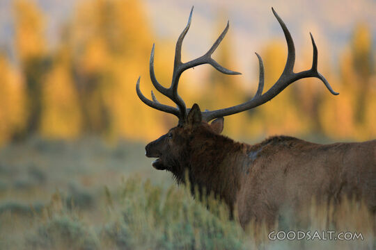 WYOMING. Teton National Park. Bull Elk (Cervus elaphus) bugl