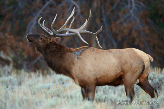 WYOMING. Teton National Park. Bull Elk (Cervus elaphus) bugl