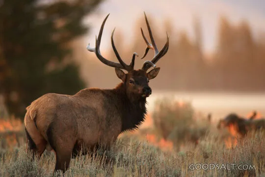 WYOMING. Teton National Park. Bull Elk (Cervus elaphus) in g