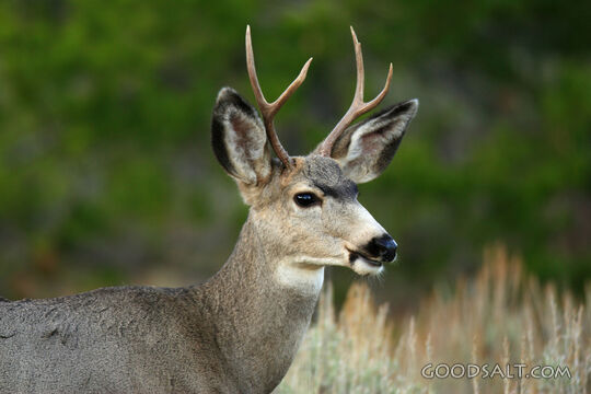 WYOMING. Teton National Park. Mule deer (Odocoileus hemionus