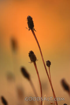 WYOMING. Teton National Park. Seed heads framed against gold
