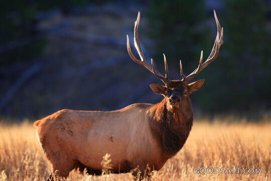 WYOMING. Yellowstone National Park. Bull Elk (Cervus elaphus