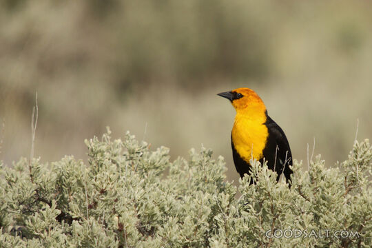 Yellow Bird